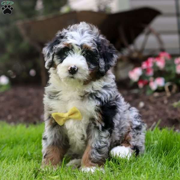 Hank, Mini Bernedoodle Puppy